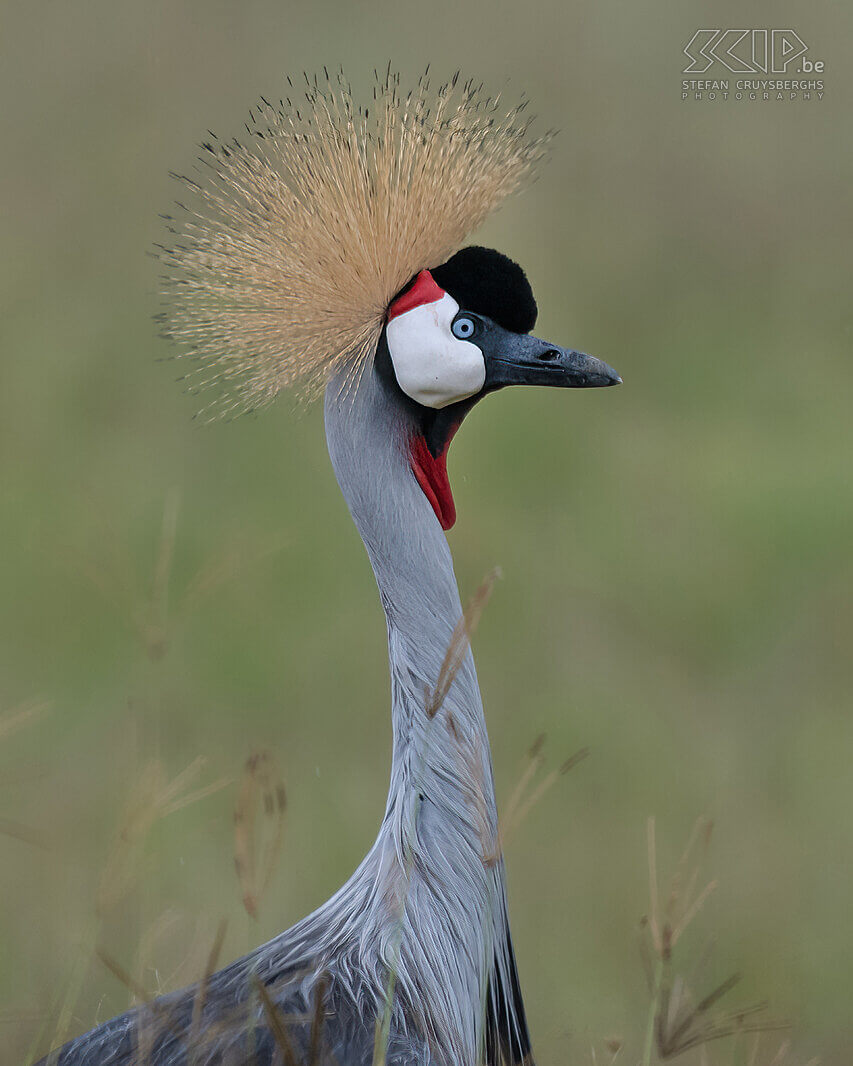 Soysambu - Grey crowned crane Balearica regulorum Stefan Cruysberghs